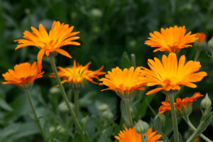Calendula Officinalis 1