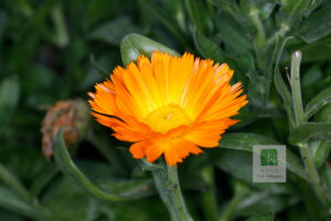 Calendula Officinalis 2