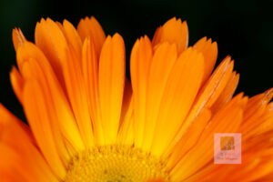 Calendula (Calendula officinalis) SEEDS