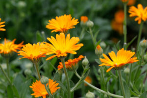 Calendula Officinalis