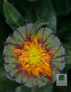 Calendula Officinalis 4
