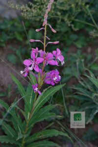 Chamerion Angustifolium 1