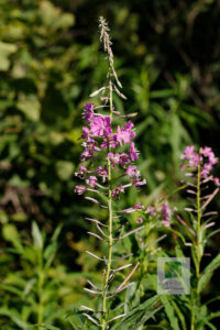 Chamerion Angustifolium