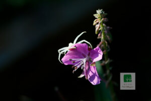 Chamerion Angustifolium Flower With Spider