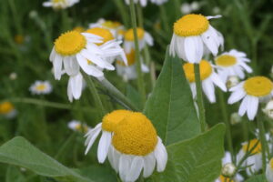 Chamomile (Matricaria recutita) SEEDS