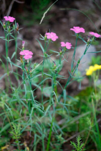 Dianthus Chinensis Plant