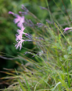 Dianthus Suberbus Flowers 1