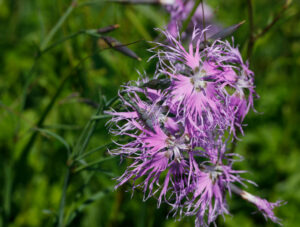 Dianthus Suberbus Flowers