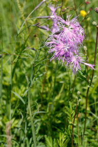 Dianthus Suberbus Plant