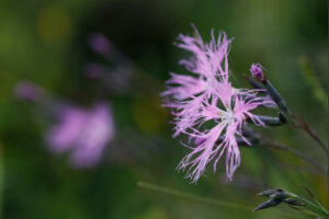 Dianthus Suberbus Small