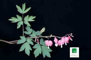 Dicentra Spectabilis 1