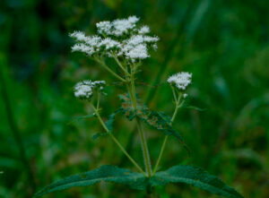 Boneset (Eupatorium perfoliatum) SEEDS