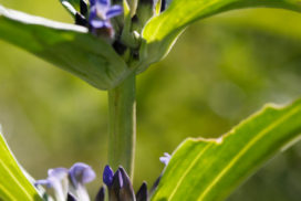Gentiana Macrophylla 2 272x182