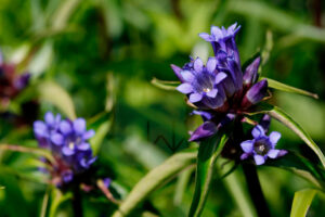 Gentiana Macrophylla Watermarked