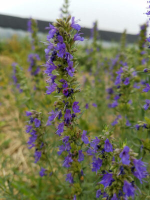 Hyssop (Hyssopus officinalis) SEEDS