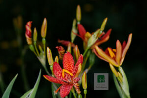 Iris Domestica 1