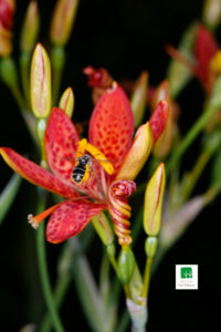 Iris Domestica 2