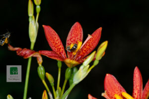 Iris Domestica 3
