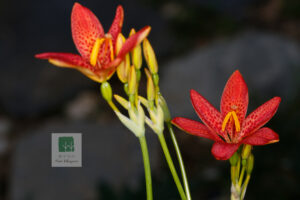 Iris Domestica 4