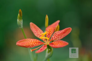 Iris Domestica 5