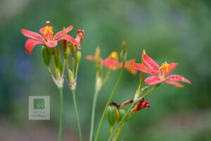 Iris Domestica 6