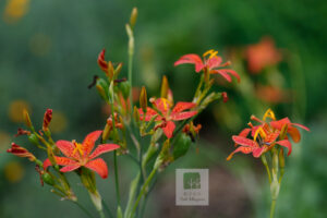 Iris Domestica 8