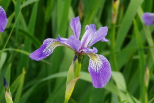 Northern Blue Flag (Iris versicolor) SEEDS