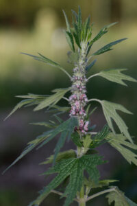 Leonurus Cardiaca Flowering Top