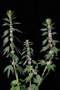 Leonurus Cardiaca Flowering Tops W Black Background