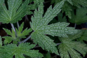 Leonurus Cardiaca Leaf
