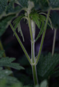 Leonurus Cardiaca Stem Node