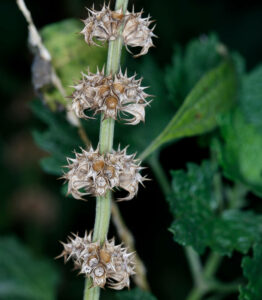 Leonurus Japonicus Dried Calyx And Nutlets
