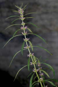 Leonurus Japonicus Inflorescence 1