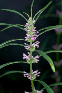 Leonurus Japonicus Inflorescence