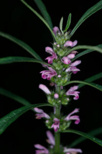 Leonurus Japonicus Inflorescence Close Up