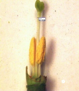 Lianqiao Sa Internal Flowering Parts