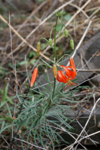 Lillium Pumilum On Great Wall 1