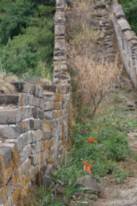 Lillium Pumilum On Great Wall 2 Scaled Smaller