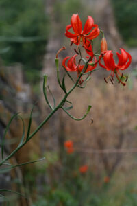 Lillium Pumilum On Great Wall