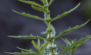 Water Horehound (Lycopus americanus) SEEDS