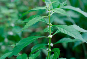 Lycopus (Lycopus virginicus) SEEDS