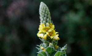 Mullein (Verbascum thapsus) SEEDS