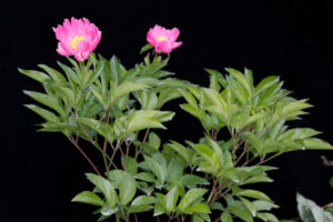 Chinese Peony (Paeonia lateriflora) SEEDS