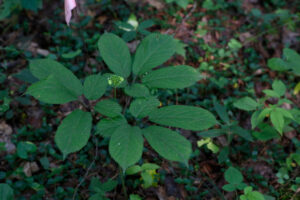 American ginseng (Panax quinquifolius) 100 SEEDS