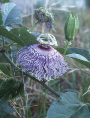 Passion flower (Passiflora incarnata)