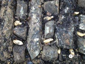 Planting Tianma 3 
