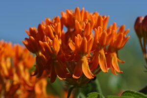 Pleurisy Root (Asclepias tuberosa) SEEDS