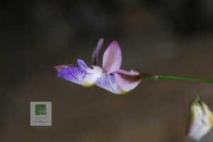 Polygala Tenuifolia Flower 2