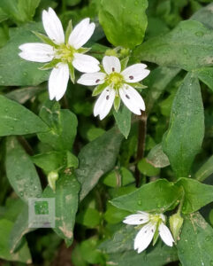 Pseudostellaria Heterophylla