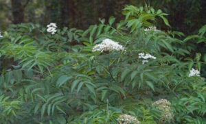 Elder (Sambucus canadensis) SEEDS